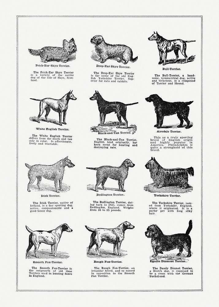 Large and Loyal Dog ⁤Breeds: A Detailed Analysis and Top Recommendations