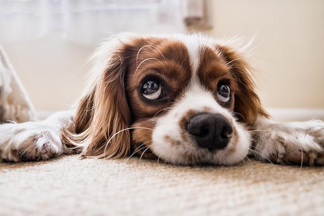 Understanding ⁣Canine Behavior: Key Insights⁤ for Successful Training
